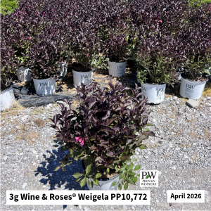 April 2026 3g Wine & Roses Weigela Website